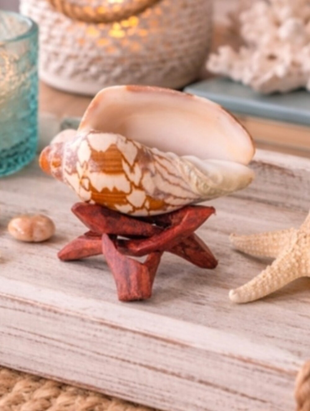 Noble Volute Seashell (3") on a Wooden Stand